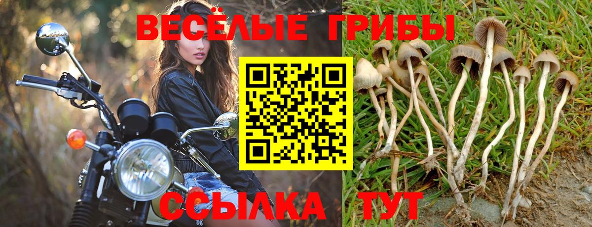 Псилоцибиновые грибы GOLDEN TEACHER Борисоглебск